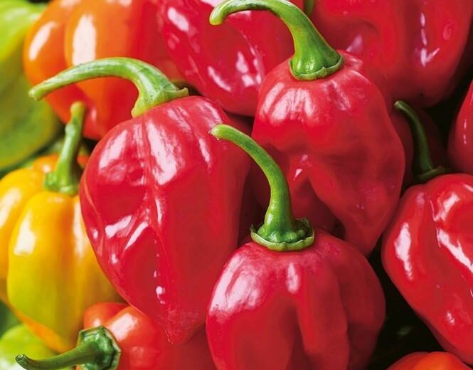 Habanero: Segala Hal yang Perlu Anda Ketahui tentang Cabai Habanero